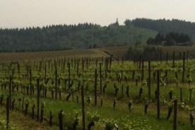 The view from Torri Mor